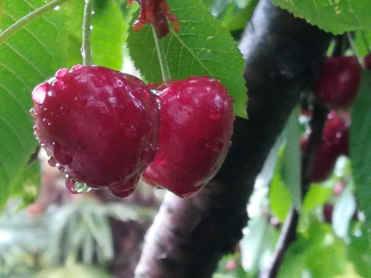 마로스티카 Agriturismo Al Ciliegio 빌라 외부 사진